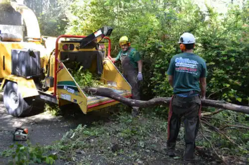 tree services San Tan Valley